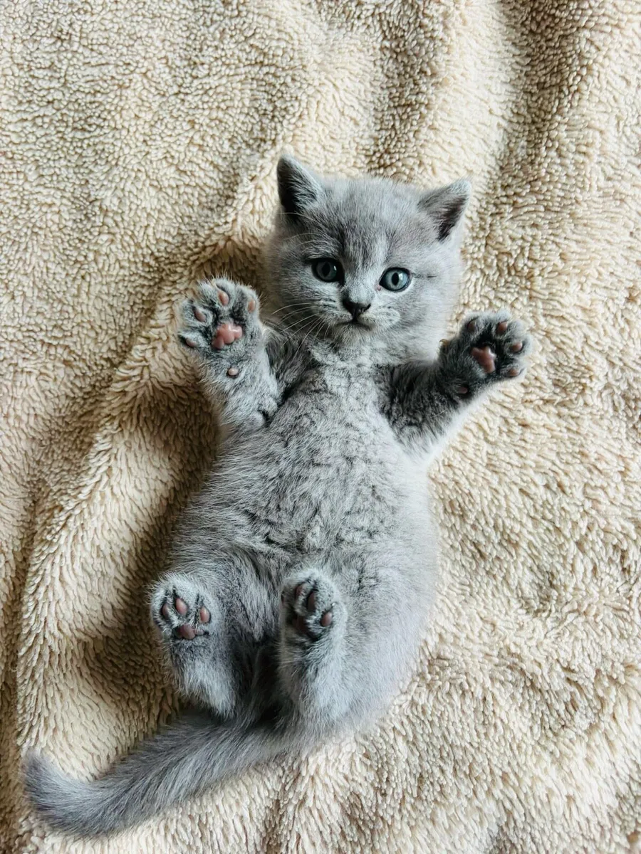 British shorthair - Image 3