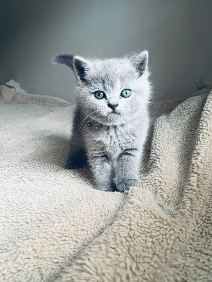 British shorthair - Image 4