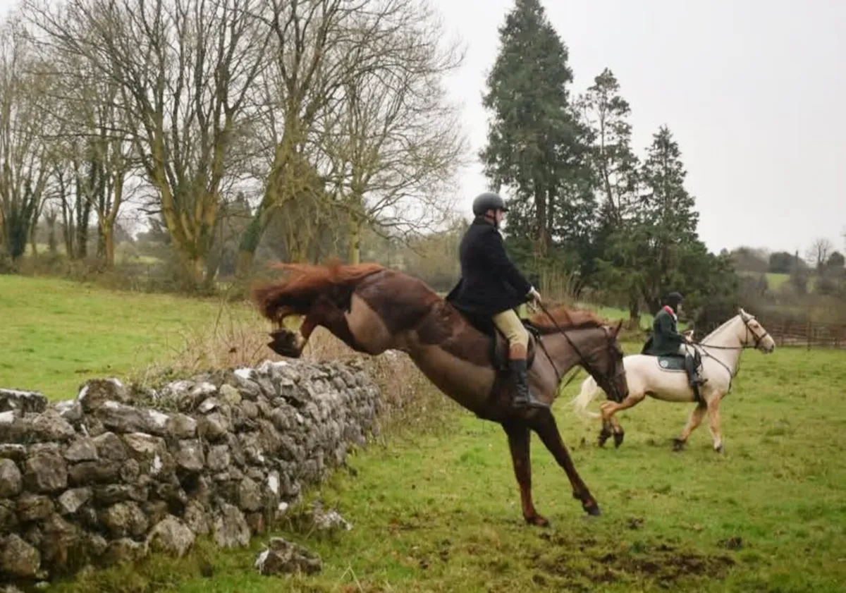 Perfect All Rounder 16.1hh HalfBred - Image 2