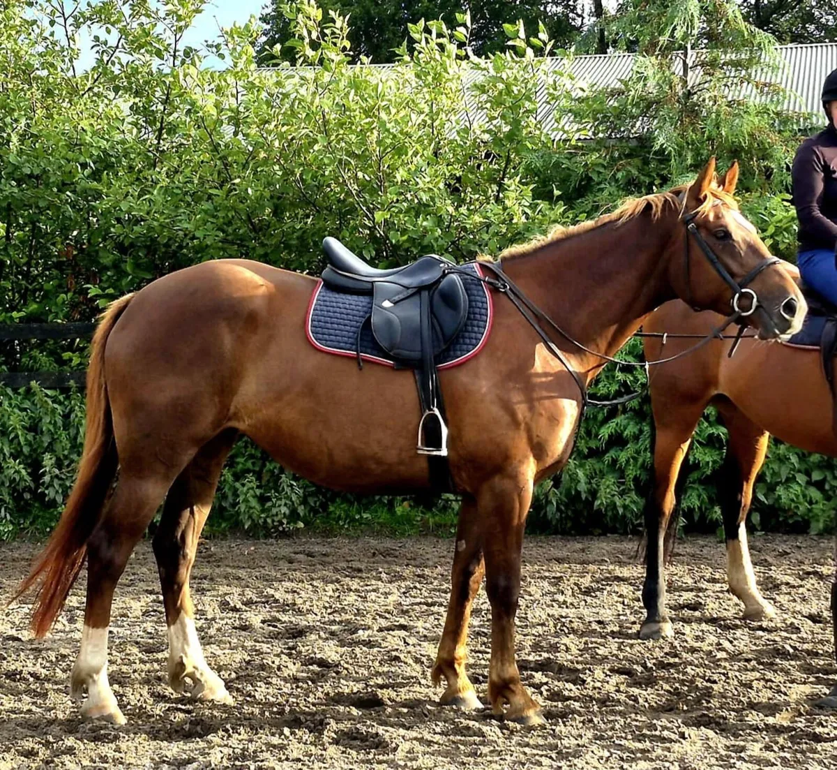 Perfect All Rounder 16.1hh HalfBred - Image 3
