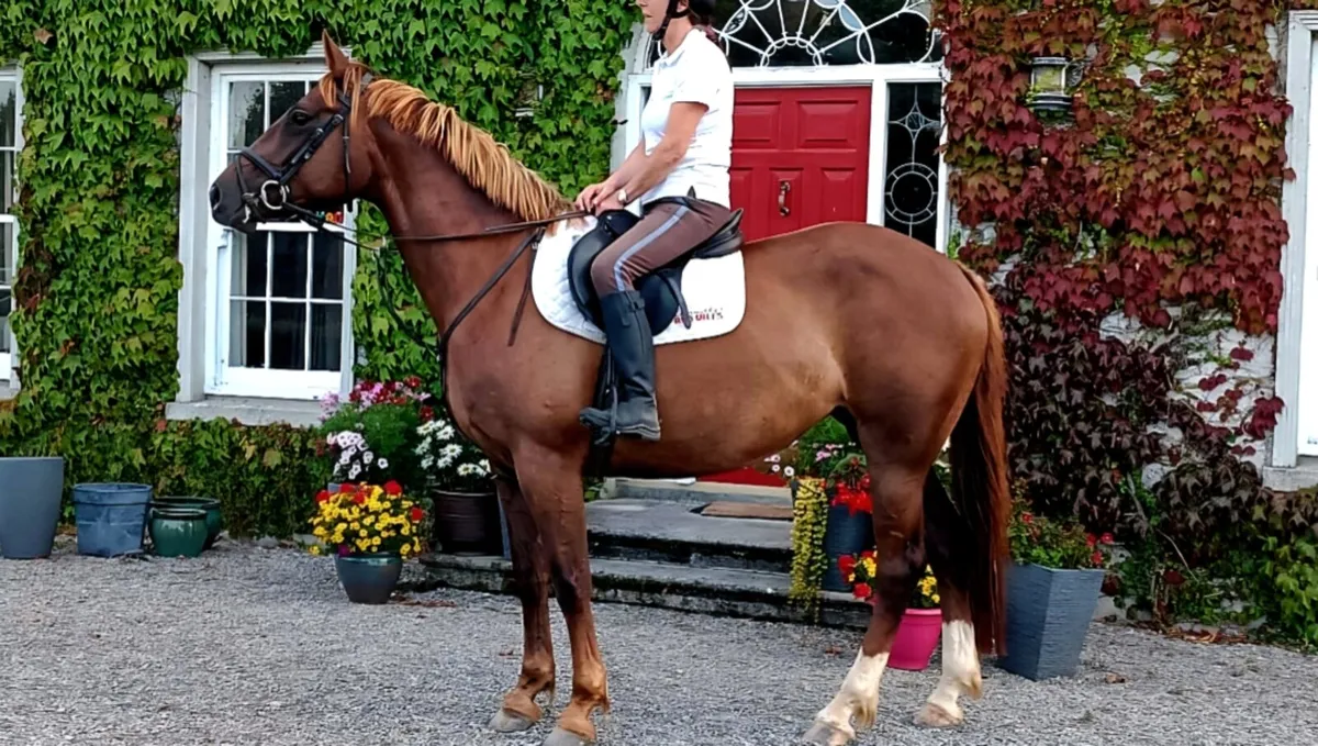 Perfect All Rounder 16.1hh HalfBred - Image 1