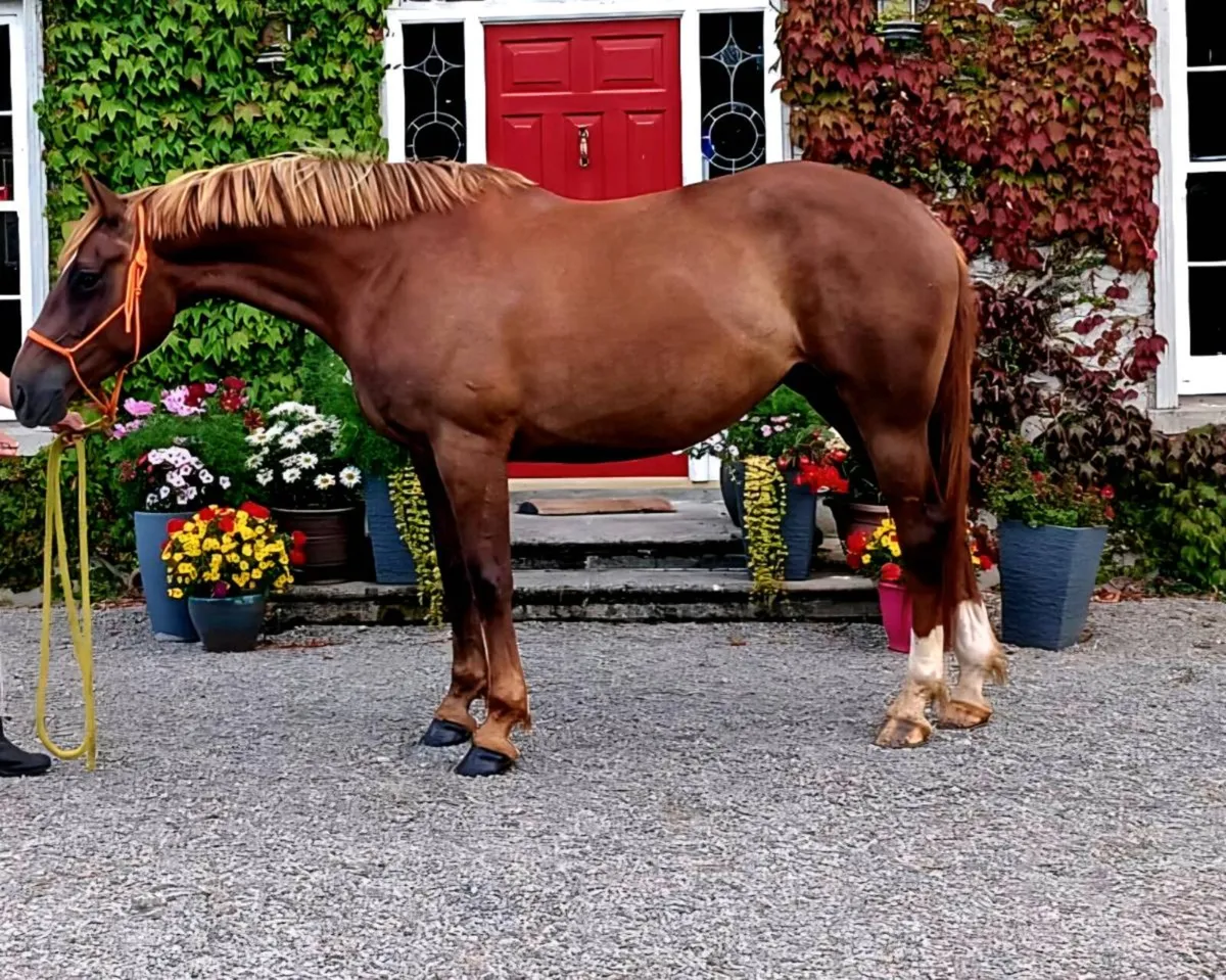 Perfect All Rounder 16.1hh HalfBred - Image 4