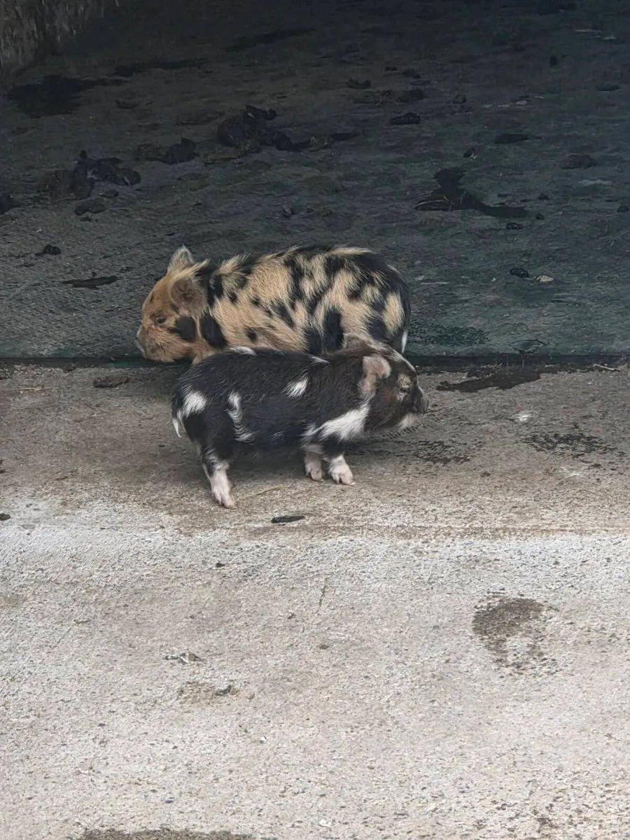 KuneKune Piglets - Image 4