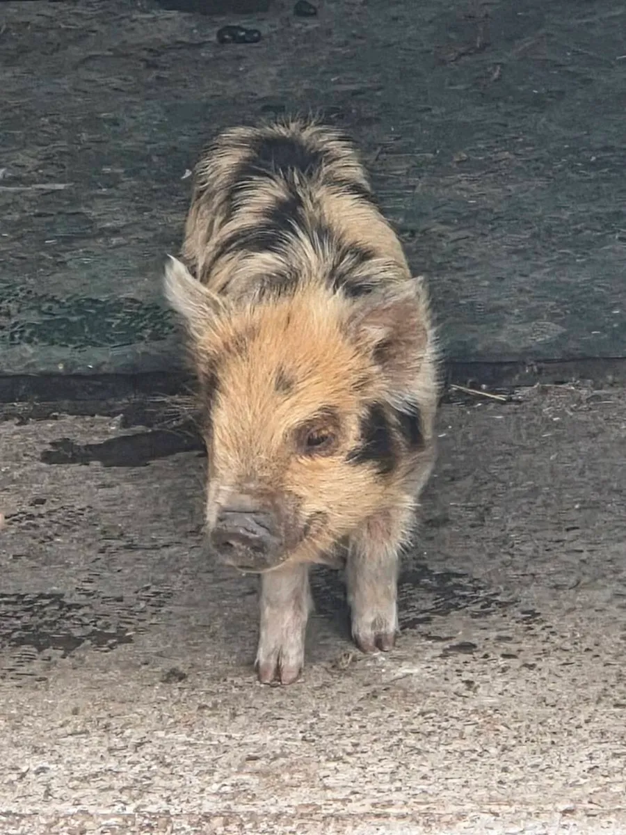 KuneKune Piglets - Image 1