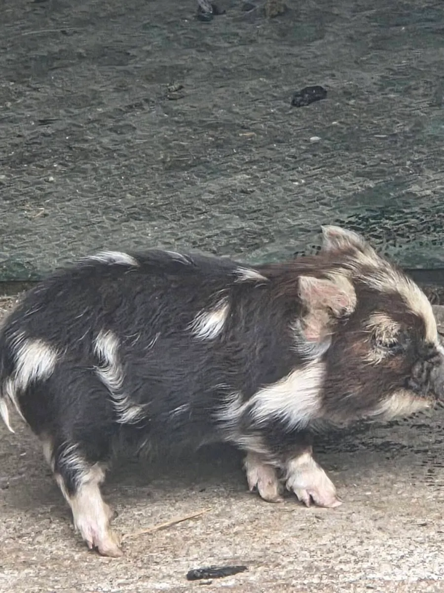 KuneKune Piglets - Image 2