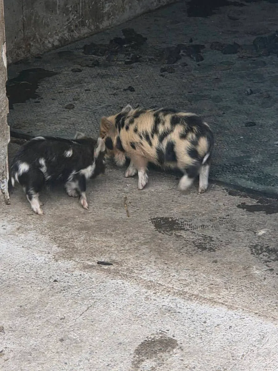 KuneKune Piglets - Image 3