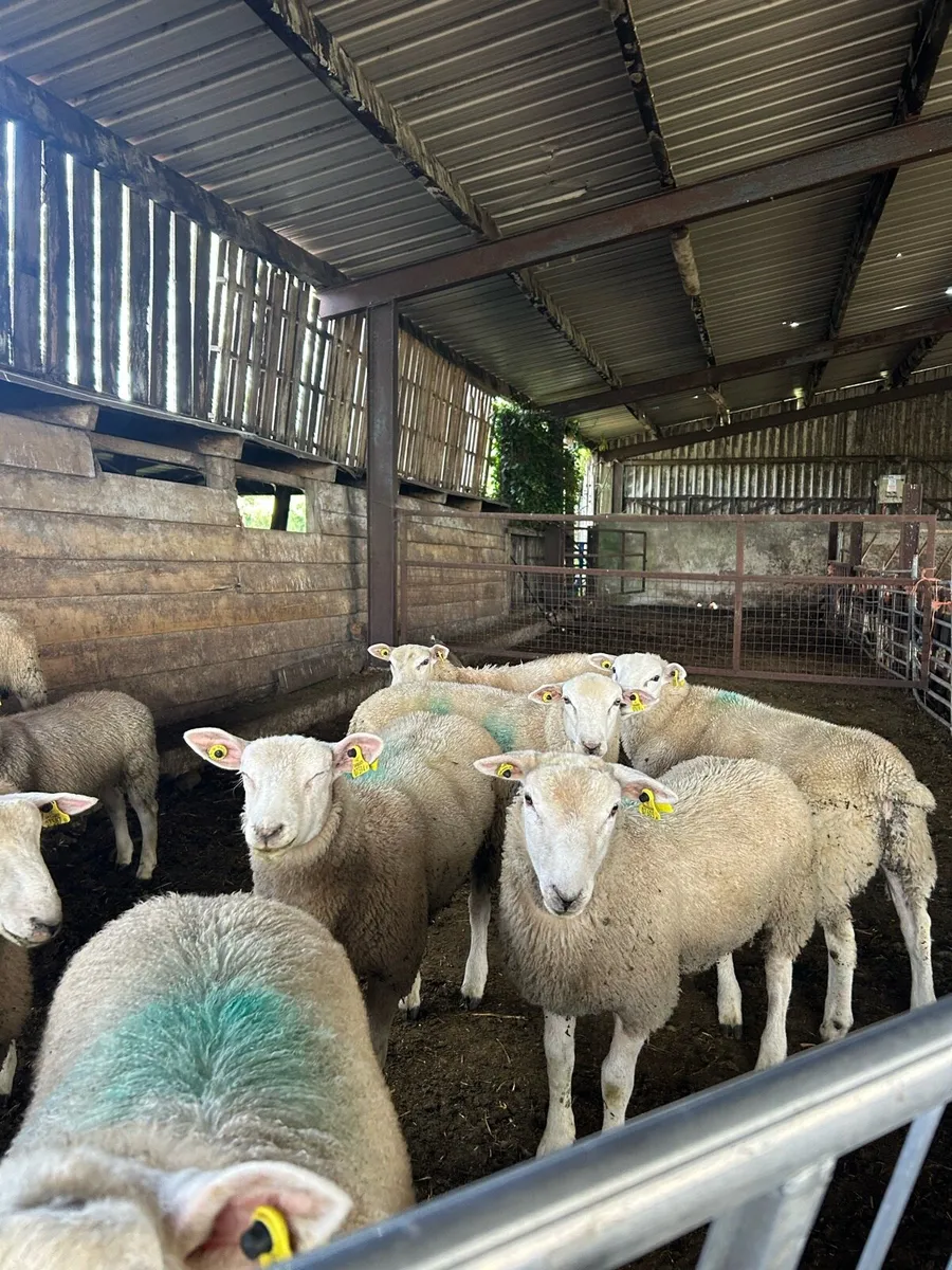 Store lambs - Image 3