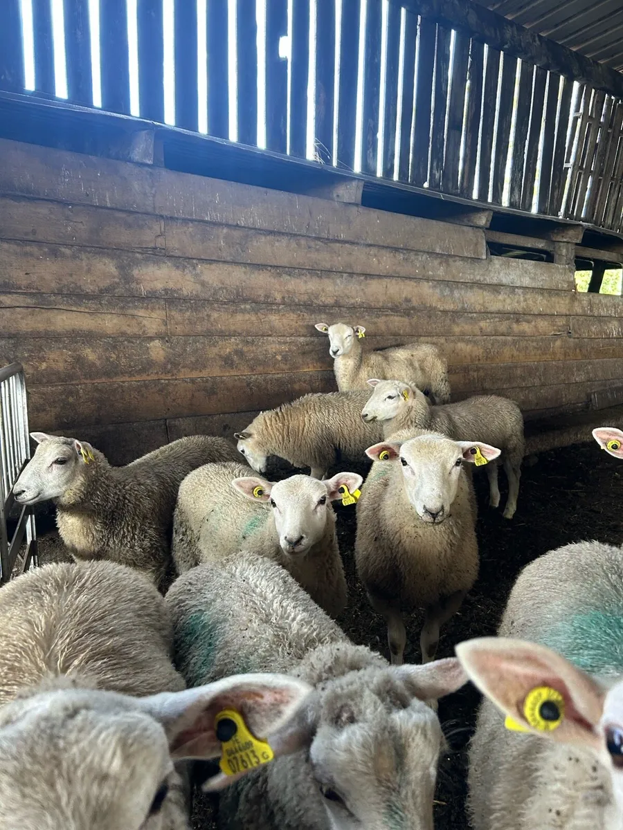 Store lambs - Image 4