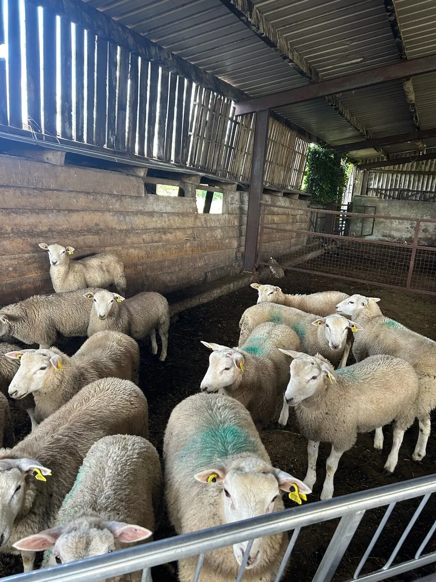 Store lambs - Image 1