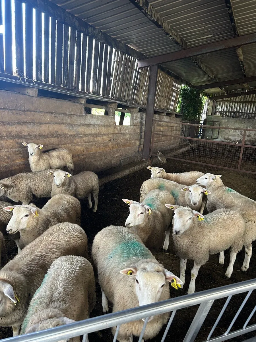 Store lambs - Image 2