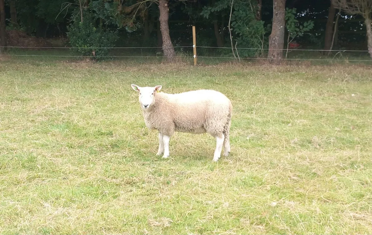 Cheviot Ram Lambs - Image 2