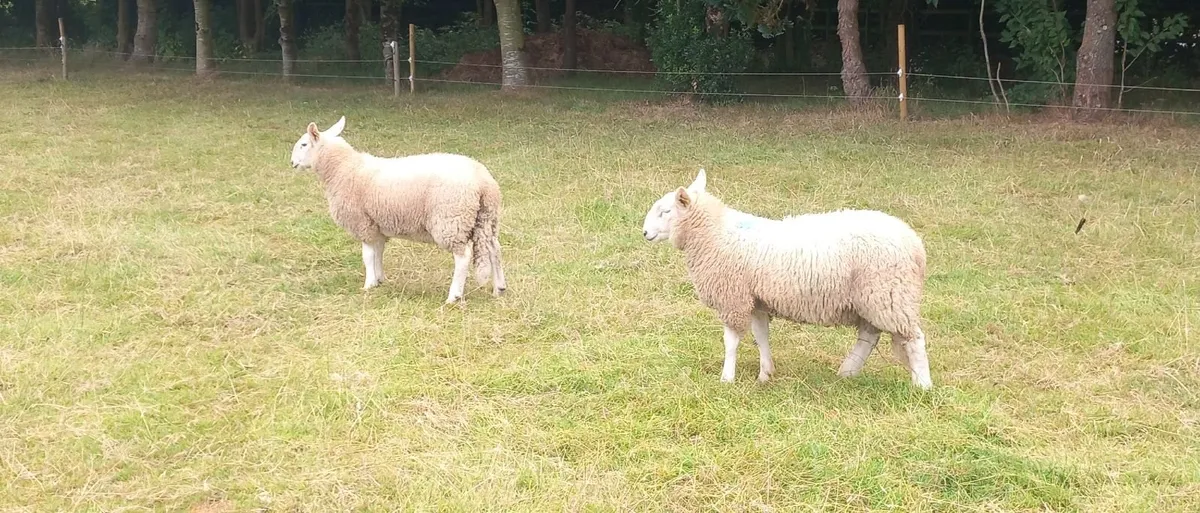 Cheviot Ram Lambs - Image 3