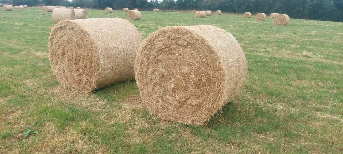 Hay for sale - Image 1