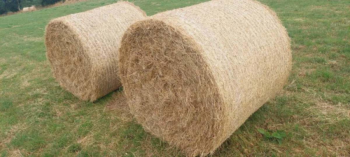 Hay for sale - Image 2