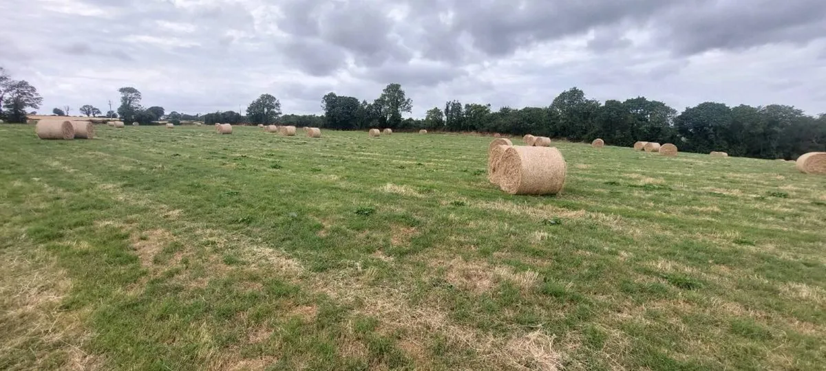 Hay for sale - Image 3