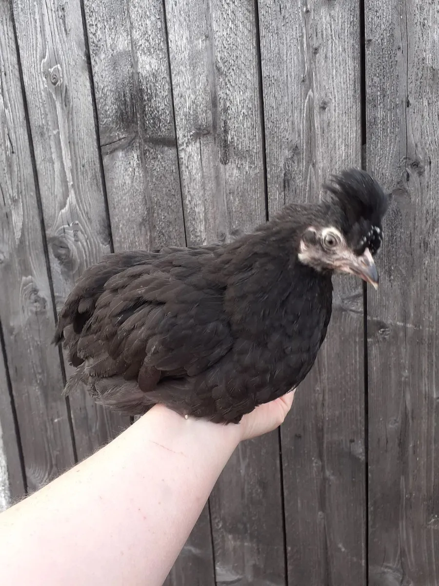Guineas , chicks , polish , hens , indian runners - Image 3