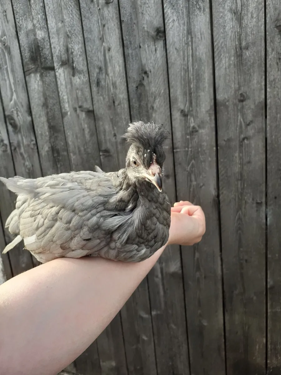 Guineas , chicks , polish , hens , indian runners - Image 1