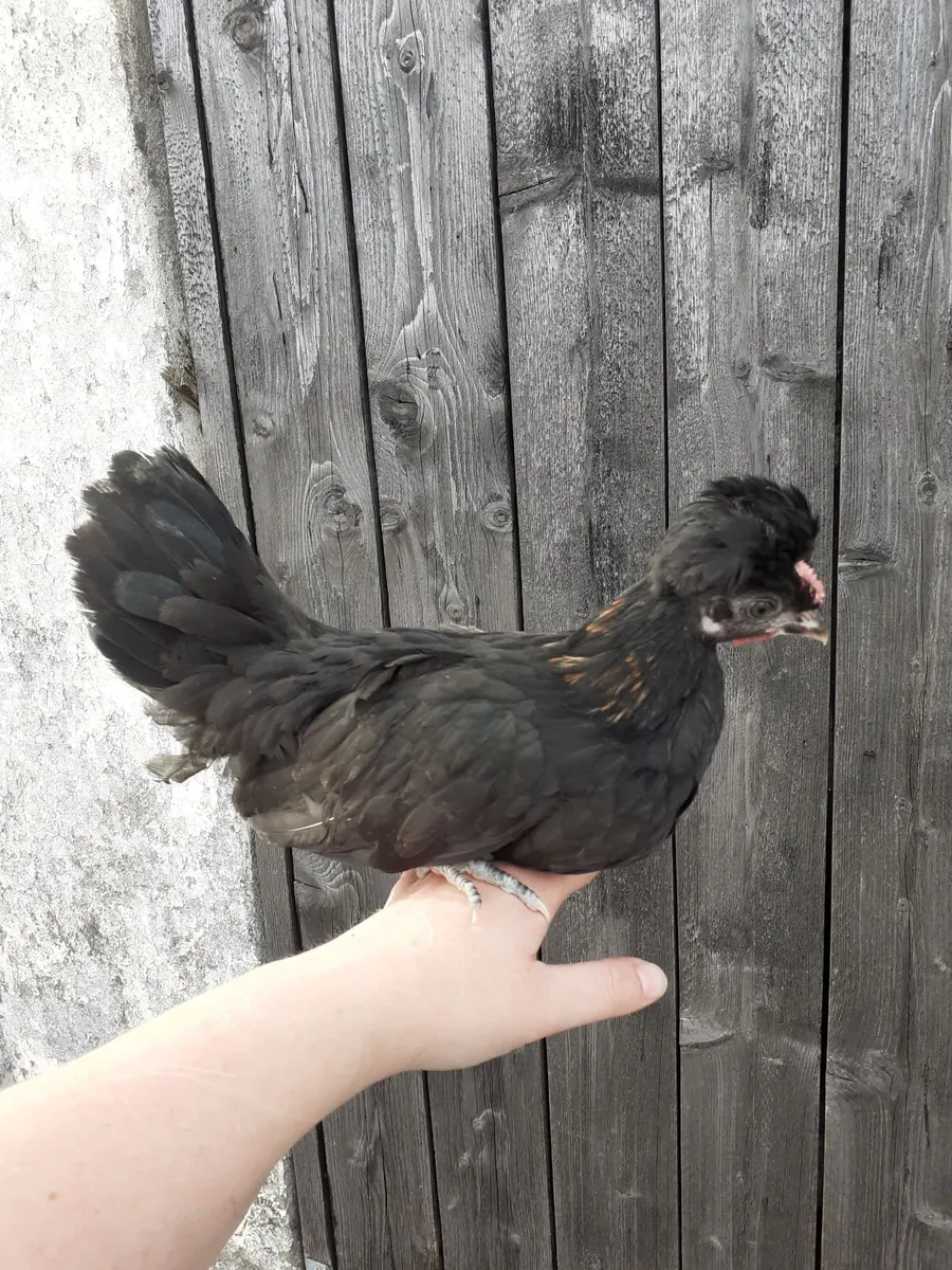 Guineas , chicks , polish , hens , indian runners - Image 2