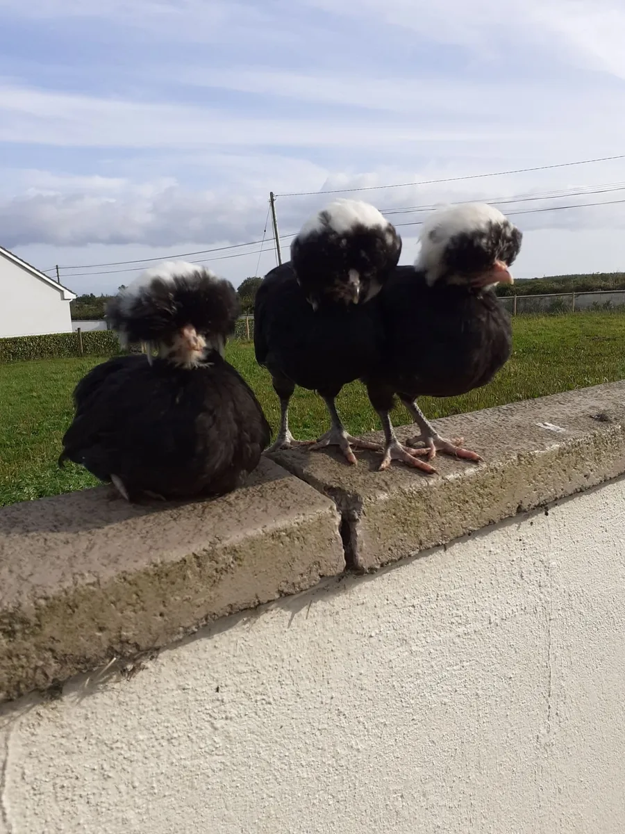 Guineas , chicks , polish , hens , indian runners - Image 3
