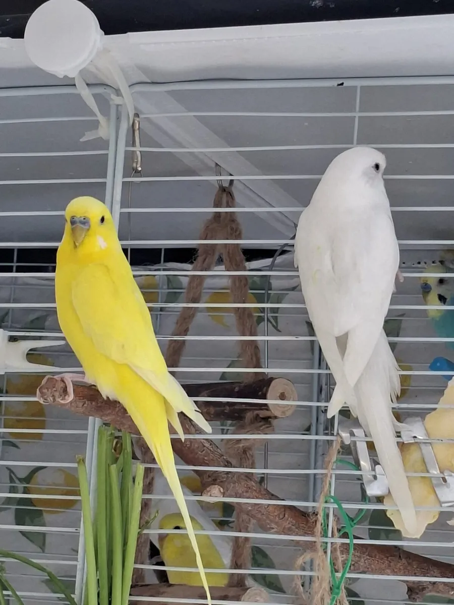 Budgies - Image 2
