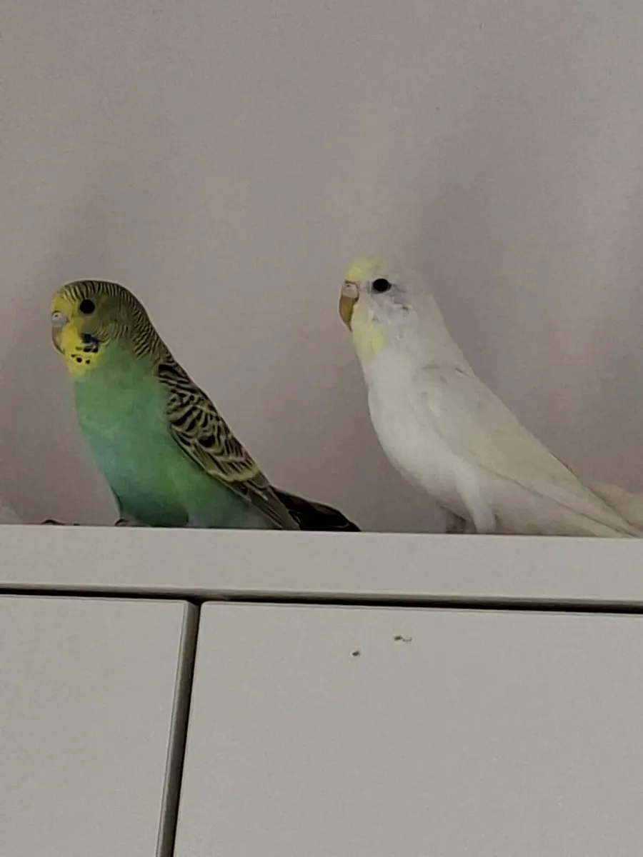 Budgies - Image 1