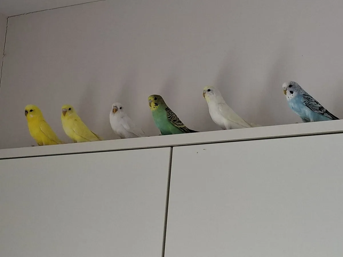 Budgies - Image 3