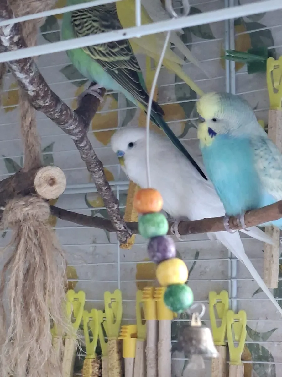 Budgies - Image 4