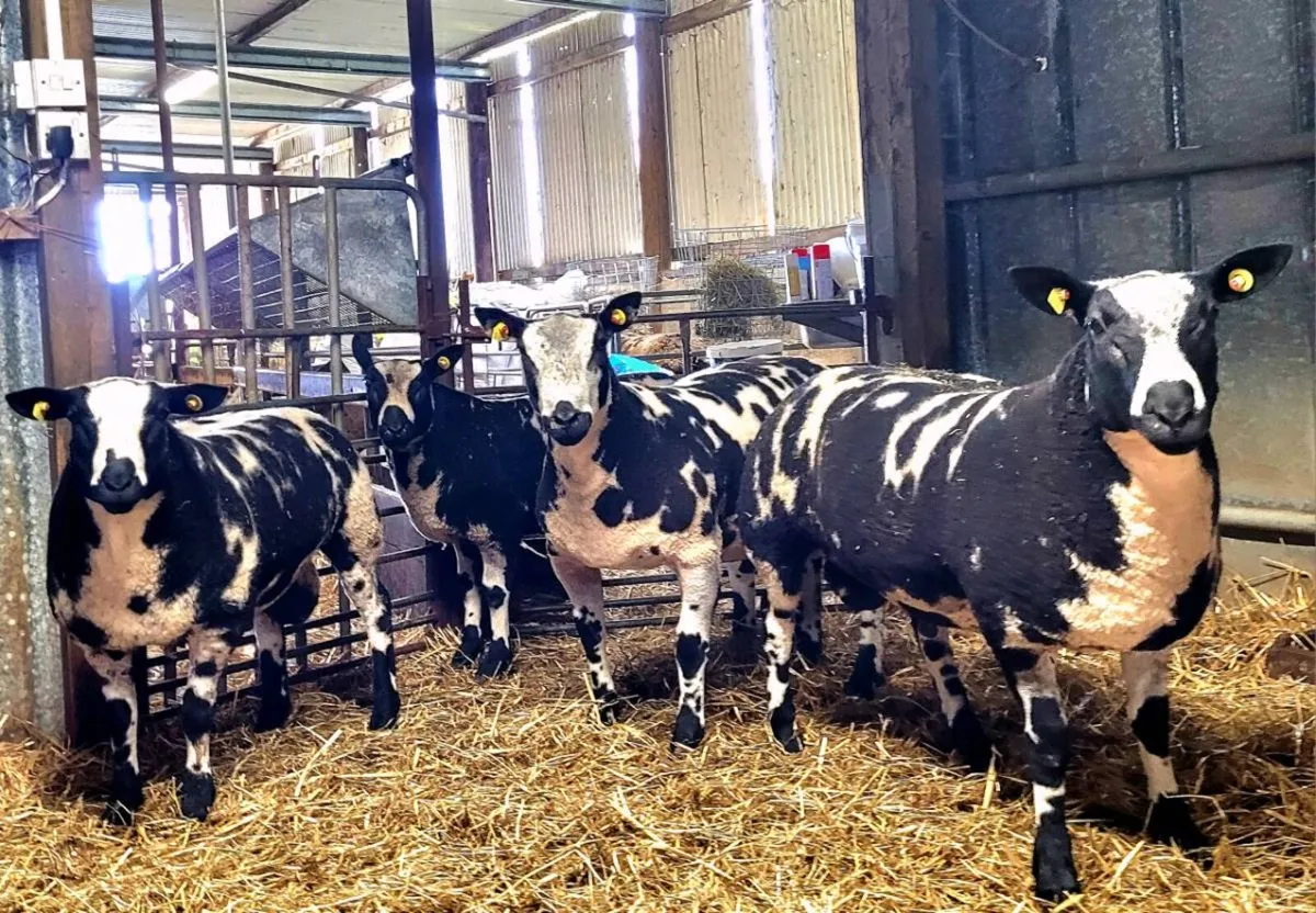 Pedigree Registered Dutch Spotted Ewe & Ram Lambs - Image 2