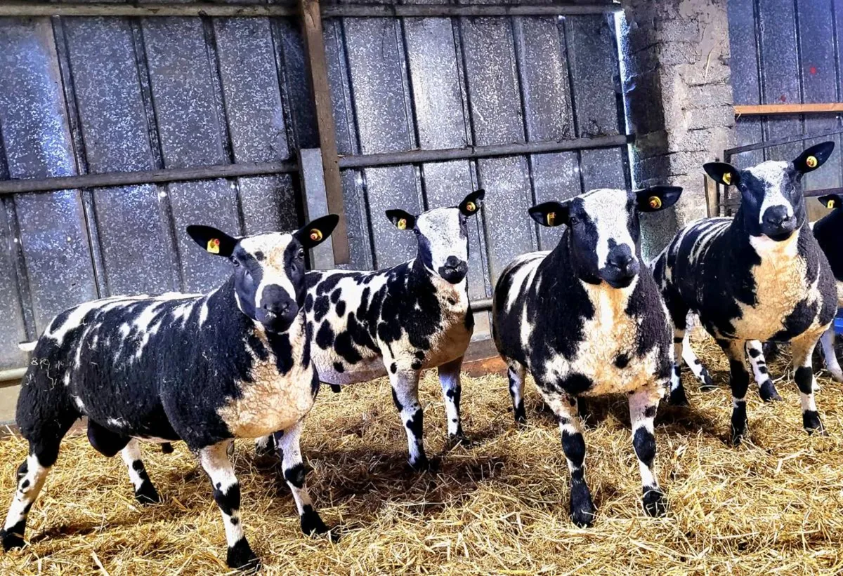 Pedigree Registered Dutch Spotted Ewe & Ram Lambs - Image 1