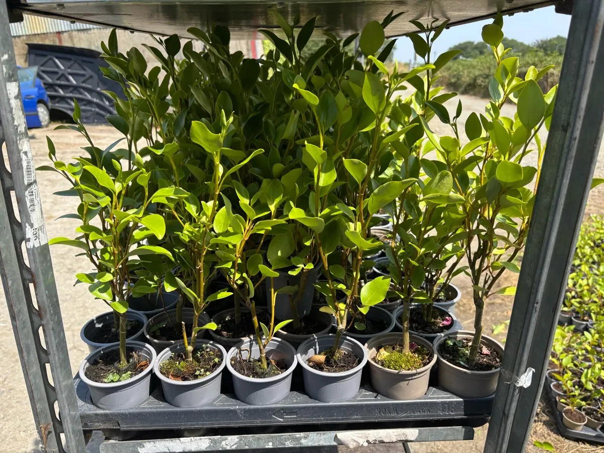 Griselinia hedging - Image 1