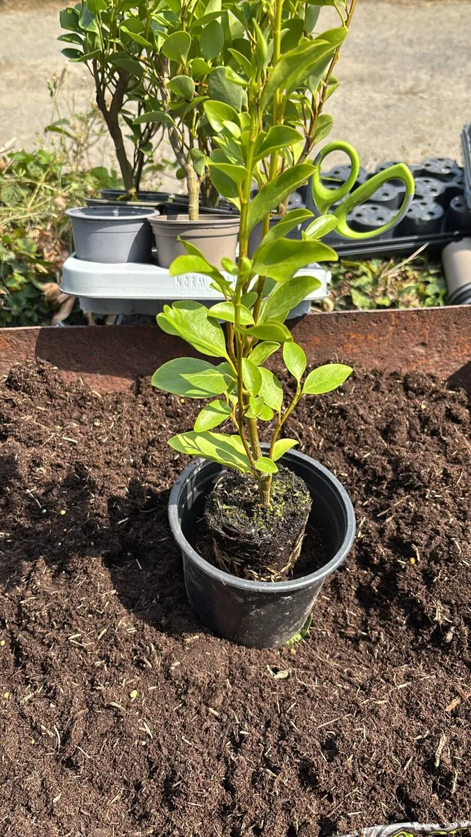 Griselinia hedging - Image 3