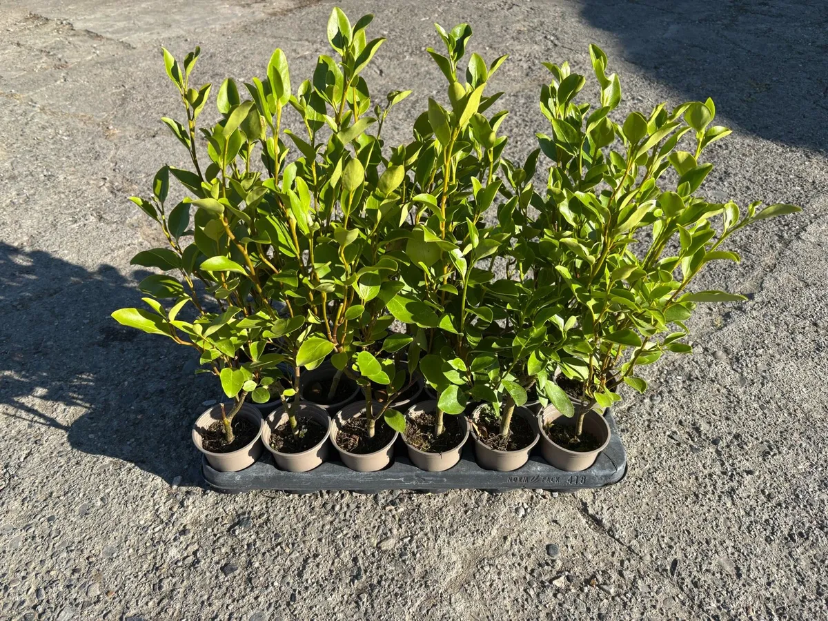 Griselinia hedging - Image 4