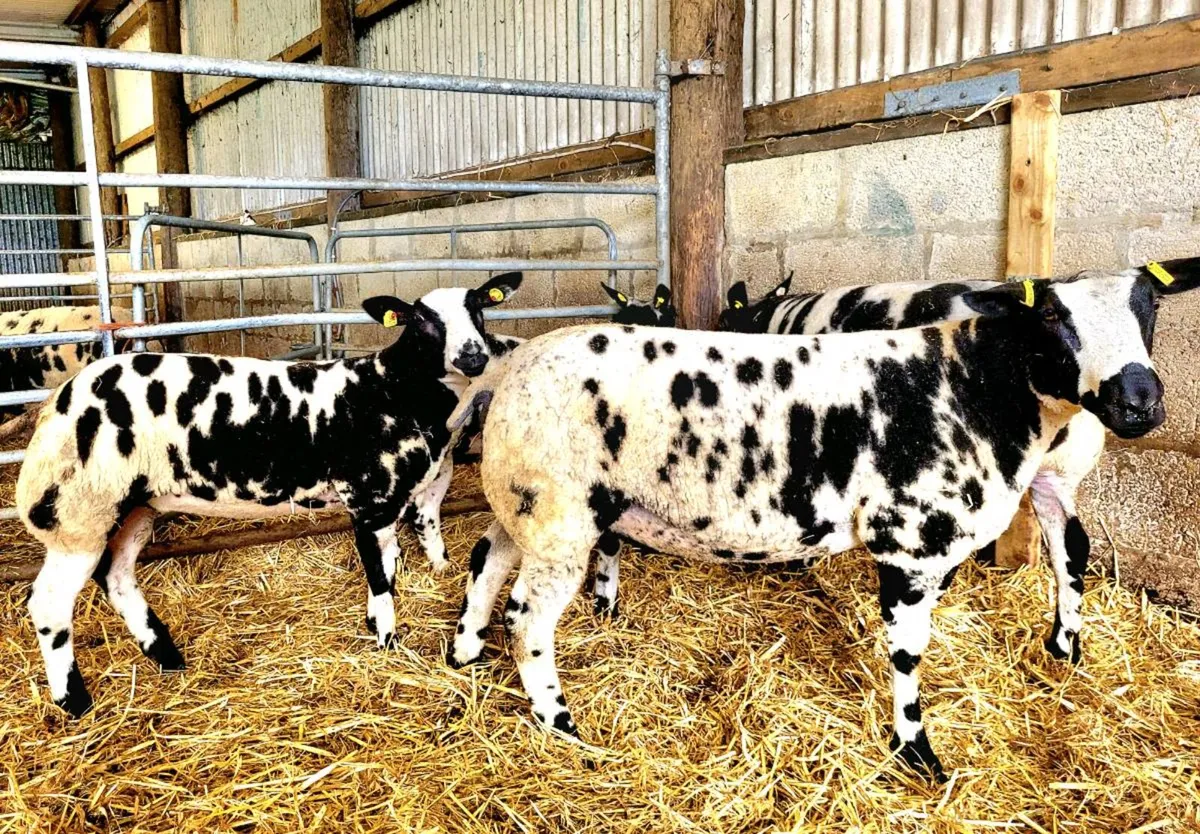 Pedigree Registered Dutch Spotted Ewe & Ram Lambs - Image 3