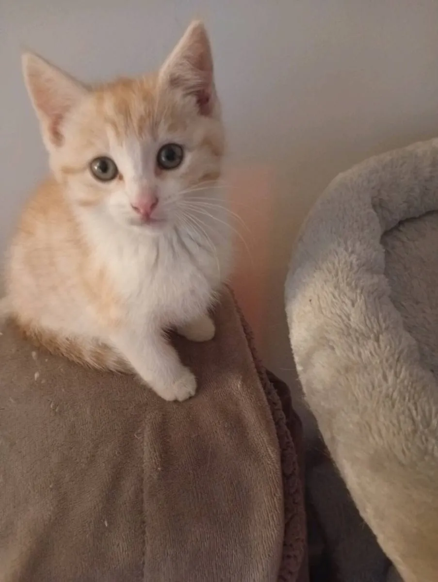Kitten