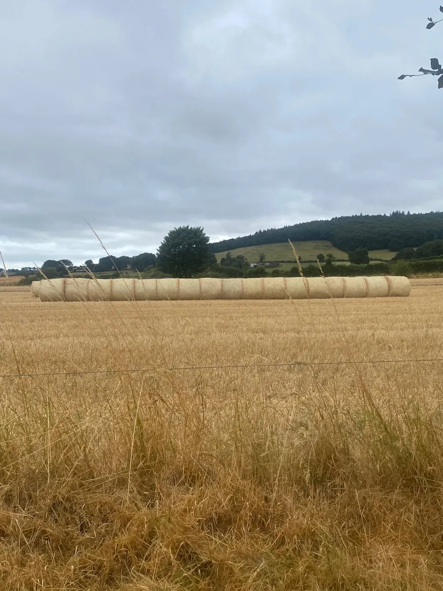 Winter barley straw