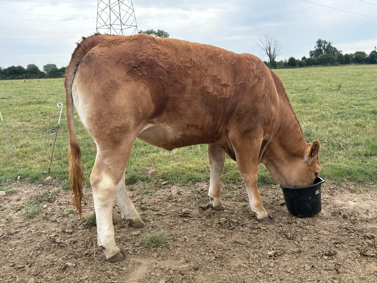 Pedigree Registered 4/5 star limousine heifers - Image 4