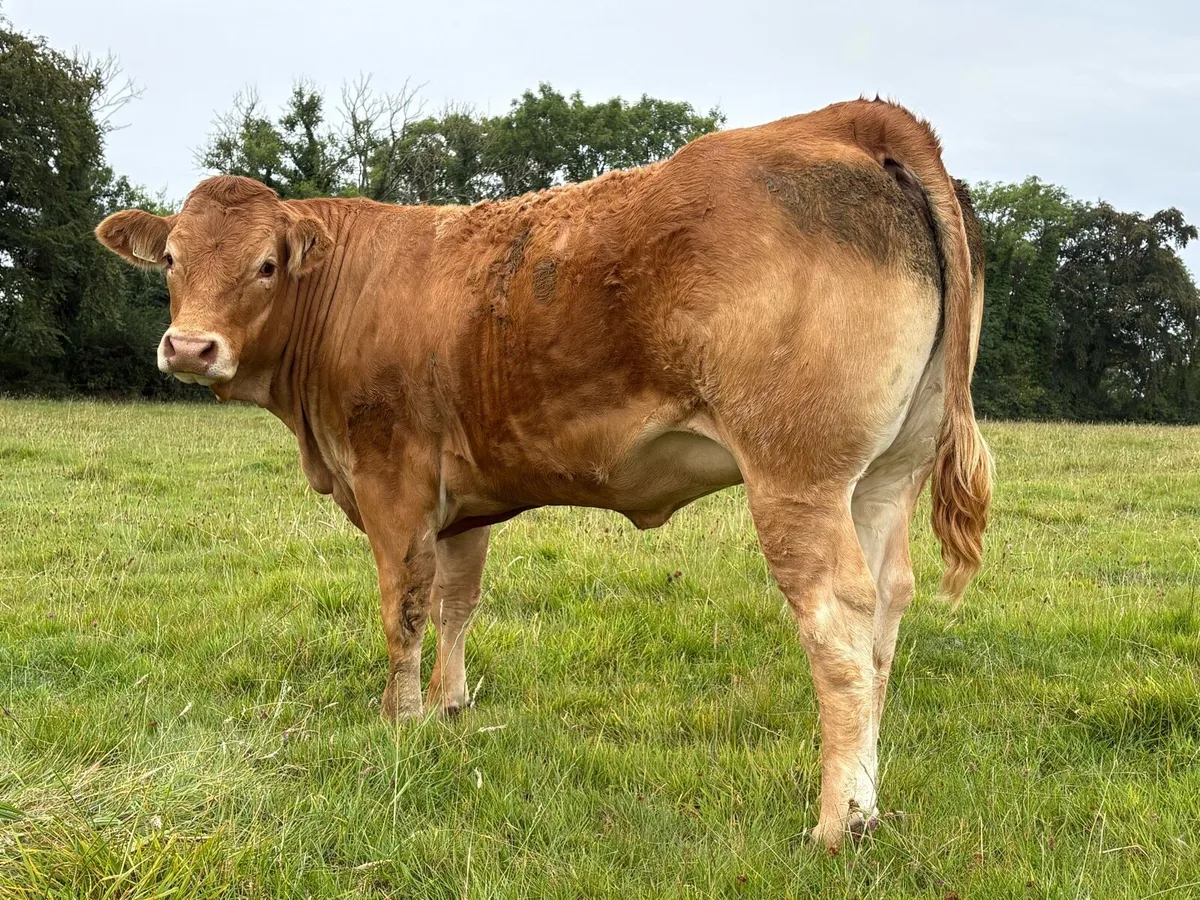 Pedigree Registered 4/5 star limousine heifers - Image 1