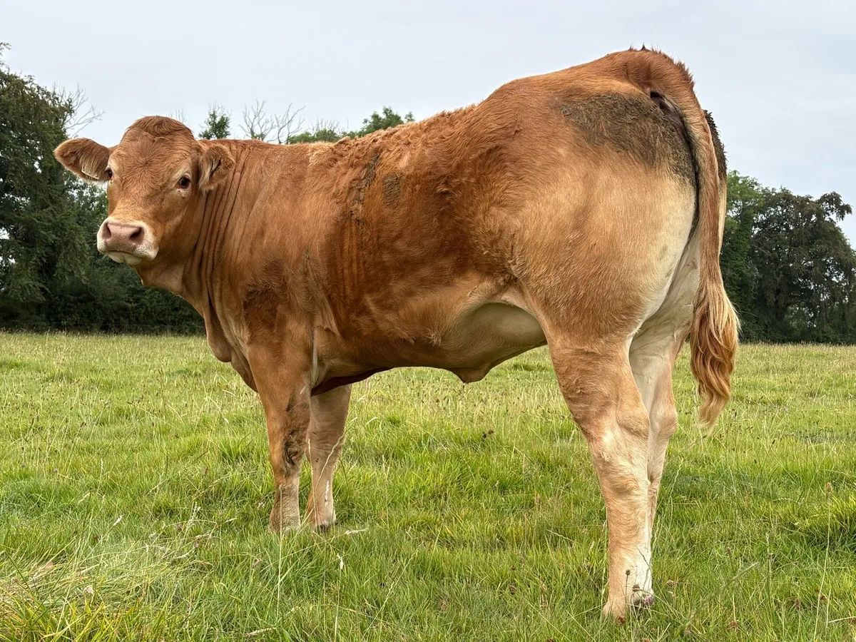 Pedigree Registered 4/5 star limousine heifers - Image 2