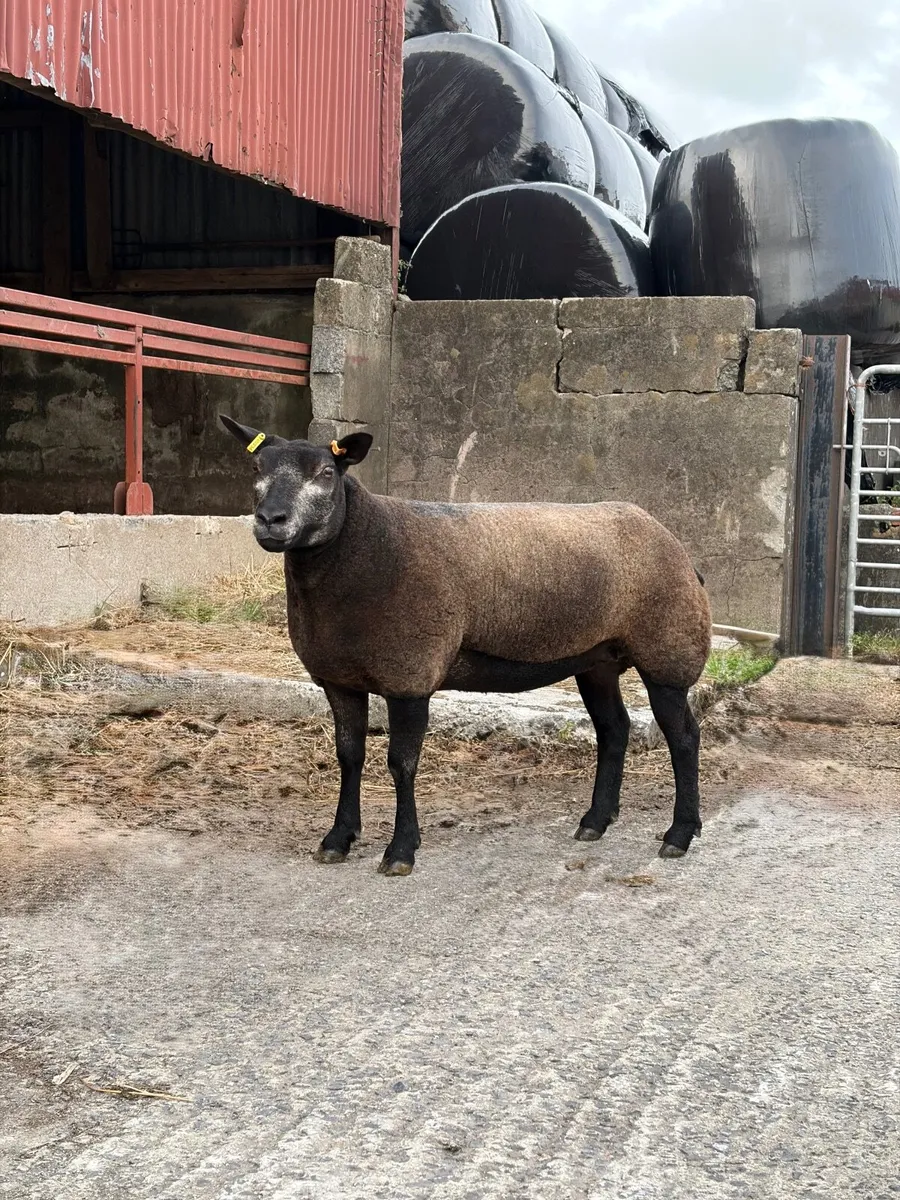 Pedigree Blue Texel Shearling Gimmers & Ewe - Image 2
