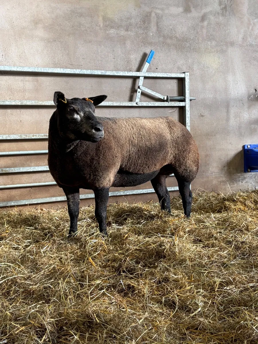 Pedigree Blue Texel Shearling Gimmers & Ewe - Image 3
