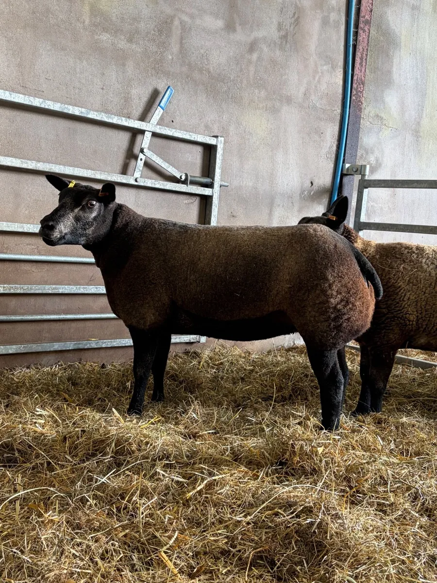 Pedigree Blue Texel Shearling Gimmers & Ewe - Image 4