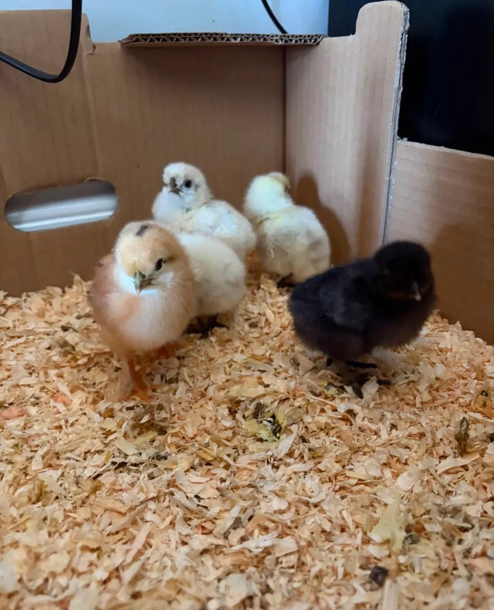 Chicks - Image 1