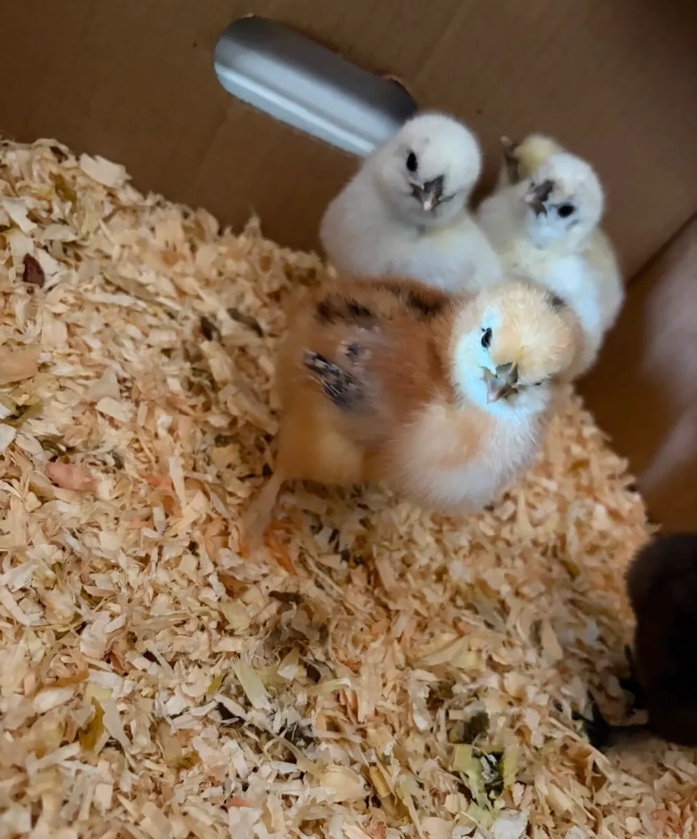 Chicks - Image 2