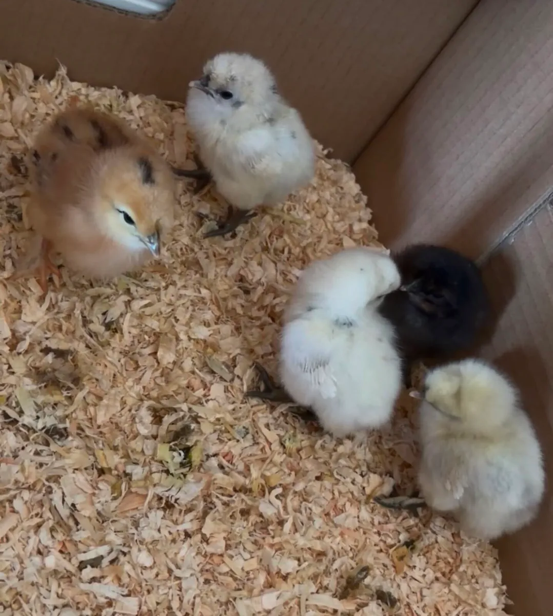 Chicks - Image 3