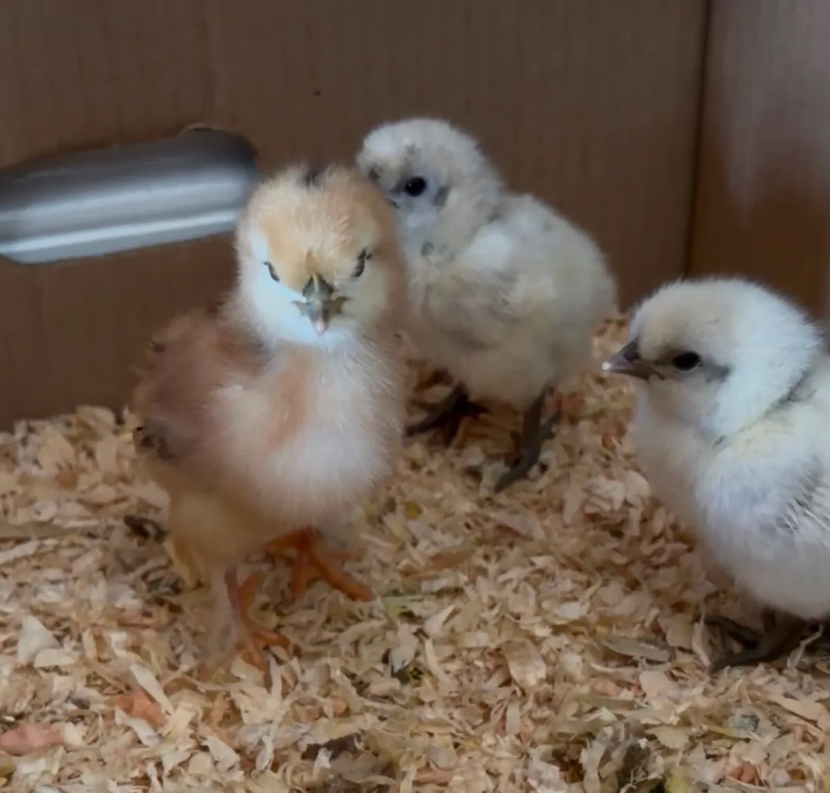 Chicks - Image 4