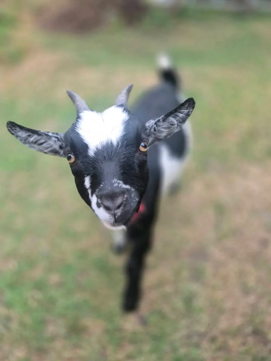 Pygmy Goats - Image 1