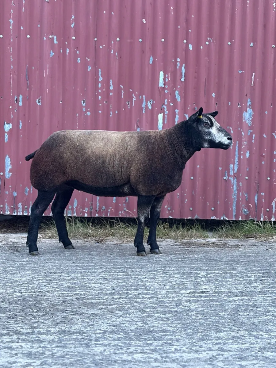 Pedigree Blue Texel Shearling rams & Gimmers - Image 4