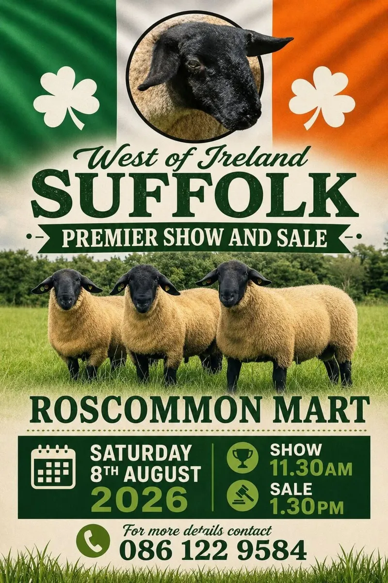 PB Registered Suffolk Ram Lambs - Image 1