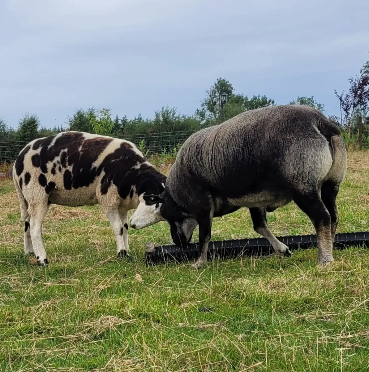 Excellent quality Dutch spotted X Hogget for sale - Image 1