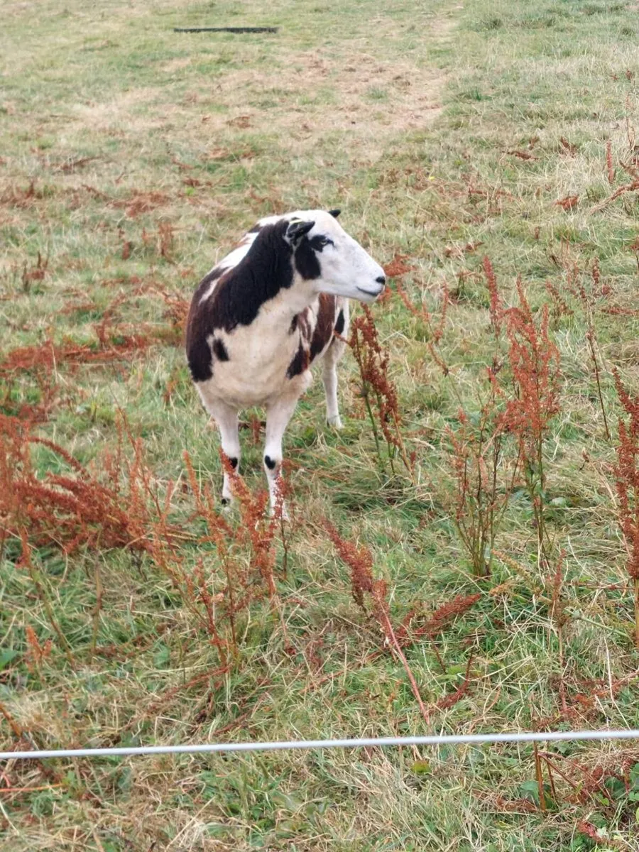 Excellent quality Dutch spotted X Hogget for sale - Image 2